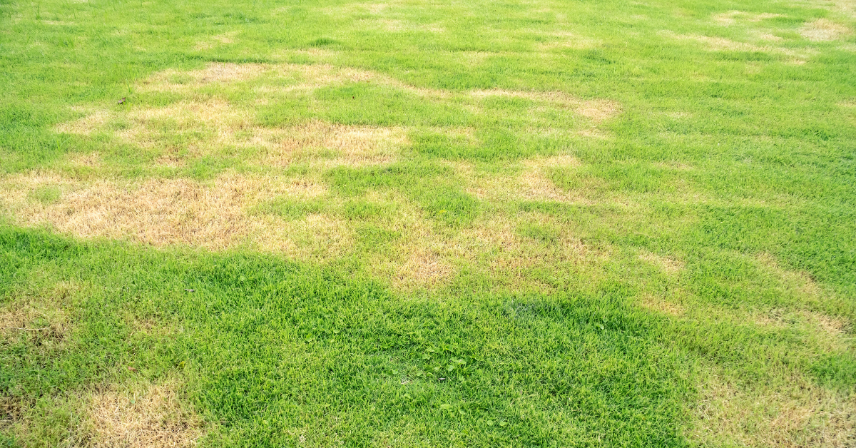 Is my lawn dead?
