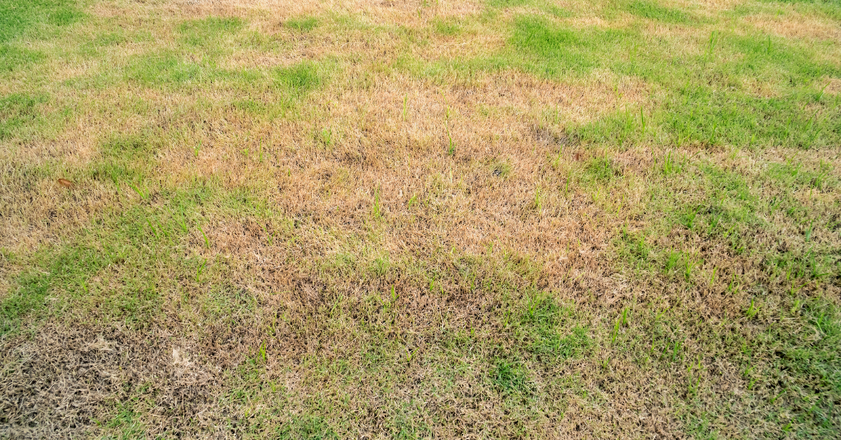 Lawn drought