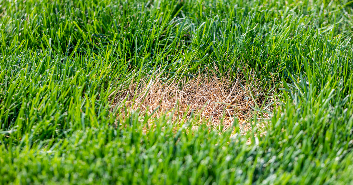 Fertilizer damage